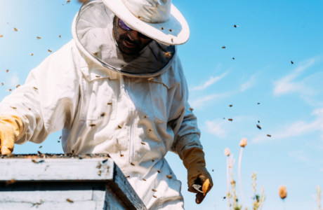 קורס דבוראות