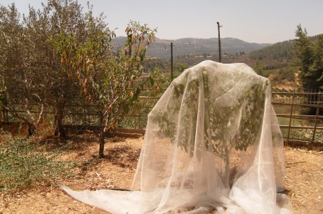 ארבעת המינים