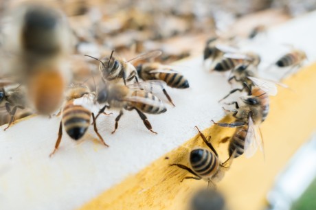 קורס גידול דבורים תשפג'
